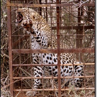 Traps & Cages